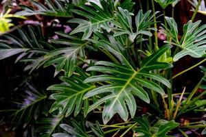 patrón de hojas verdes, hoja philodendron xanadu en el jardín foto