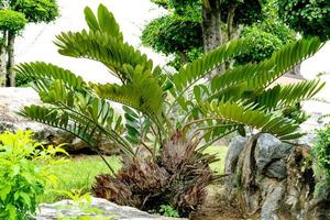 patrón de hojas verdes, hoja zamia furfuracea en el bosque foto