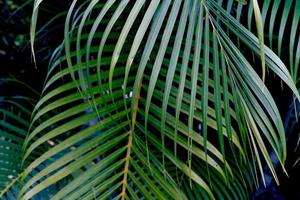 Green leaves pattern,leaf palm tree in the forest photo