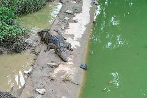 granja de cocodrilos en tailandia foto