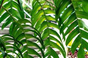 Green leaves pattern of monstera tree photo