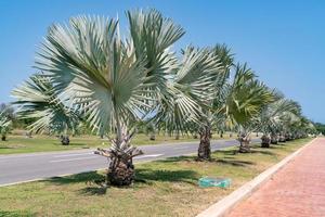 bismark palm tree are near road photo