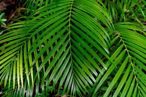 patrón de hojas verdes, palmera de hoja en el bosque foto