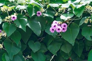 Green leaves pattern,Elephant Creeper Silver or Baby Hawaiian Woodrose tree in the garden photo