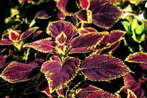 colorful leaves pattern,leaf coleus or painted nettle in the garden photo