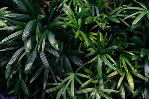 patrón de hojas verdes, palmera de dama de hoja en el bosque foto