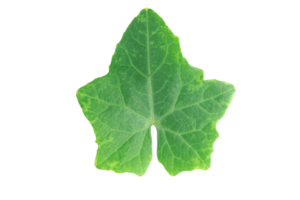 foglie di zucca di edera png