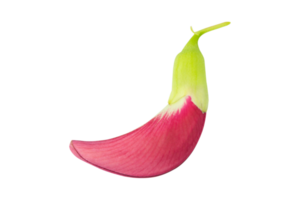 Red Agasta, Sesban, Vegetable humming bird png