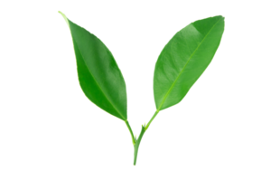 hojas verde lima
