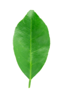 limegröna blad png