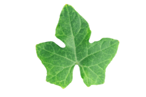 hojas de calabaza hiedra png
