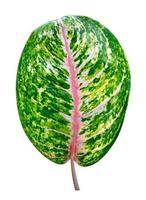 Green leaves pattern of tropical leaf Aglaonema  isolated on white background,include clipping path photo