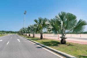 bismark palm tree are near road photo