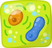 Green cell of the plant. Element of biology. vector