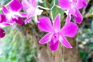 Pink orchid flowers in the garden photo