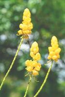 senna alata o arbusto de candelabro o flor de acapulo en el jardín foto