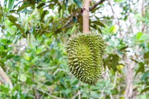 young durian of  durian tree in garden at Thailand photo