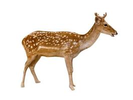 Spotted deer isolated on white background,include clipping path photo