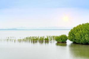The forest mangrove with blue sky background photo