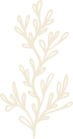 Limonium floral hand drawn illustration png