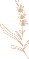 lavendel blommig illustration för märken och logotyp. minimalistisk stämpeletiketter för tagg med isolerade lavendelblomma. handritad naturligt designelement i enkel vintagestil. png