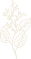 ilustração de planta de eucalipto orgânico para emblemas e logotipo. rótulos de carimbo para tag com folhas de eucalipto isoladas. mão desenhada natural em design rústico simples. png