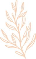 illustrazione disegnata a mano di pianta di salvia