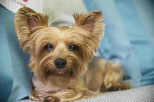 adorable perro yorkshire terrier bronceado - concepto de perro doméstico pequeño foto