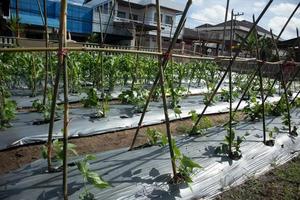 gardening in residents' housing by utilizing vacant land in the yard photo