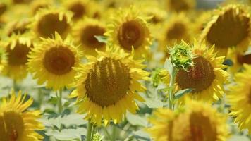 schöne natürliche Pflanzensonnenblume im Sonnenblumenfeld am sonnigen Tag video