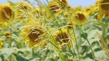 Beautiful Natural Plant Sunflower in Sunflower Field in Sunny Day video