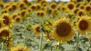 schöne natürliche Pflanzensonnenblume im Sonnenblumenfeld am sonnigen Tag video