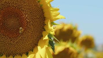 schöne natürliche Pflanzensonnenblume im Sonnenblumenfeld am sonnigen Tag video