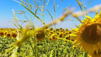 schöne natürliche Pflanzensonnenblume im Sonnenblumenfeld am sonnigen Tag video