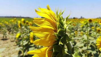 Beautiful Natural Plant Sunflower in Sunflower Field in Sunny Day video