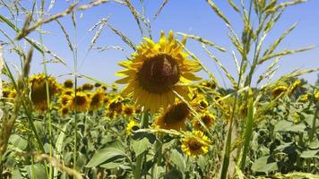 belle plante naturelle tournesol dans le champ de tournesol en journée ensoleillée video