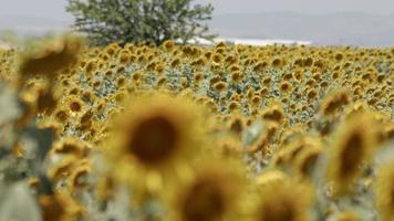 vacker naturlig växt solros i solrosfält i solig dag video