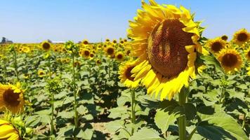 Beautiful Natural Plant Sunflower in Sunflower Field in Sunny Day