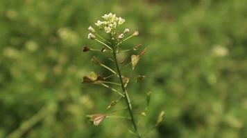 vita äng blommor närbild video