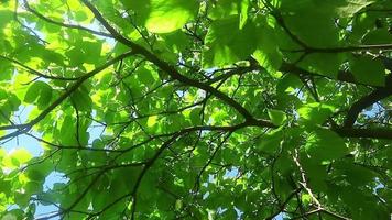 Tree foliage captured on video in summer