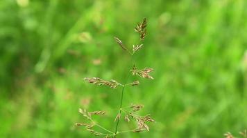 Meadow grass closeup shot in summer video