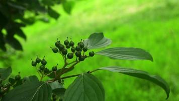 Close-up green berries taken in July video