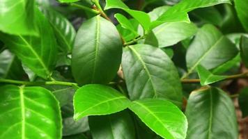 Green leaves close up. Green leafy background video