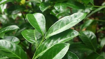 Green leaves close up. Green leafy background video