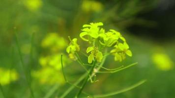 flores amarillas plantas bolsa de pastor rodada en verano en estilo bokeh video