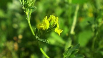 prado amarillo-verde hermosas flores rodadas en primer plano de julio video