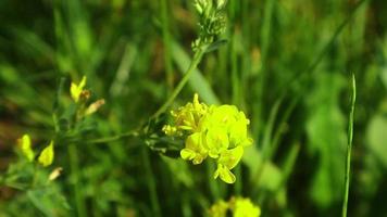 gelb-grüne wiese schöne blumen geschossen im juli nahaufnahme video