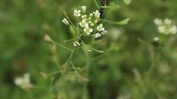 witte weide bloemen close-up video