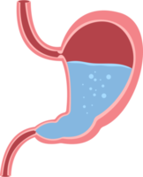 Stomach clipart design illustration png