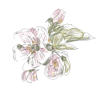 Hand drawn flowers png